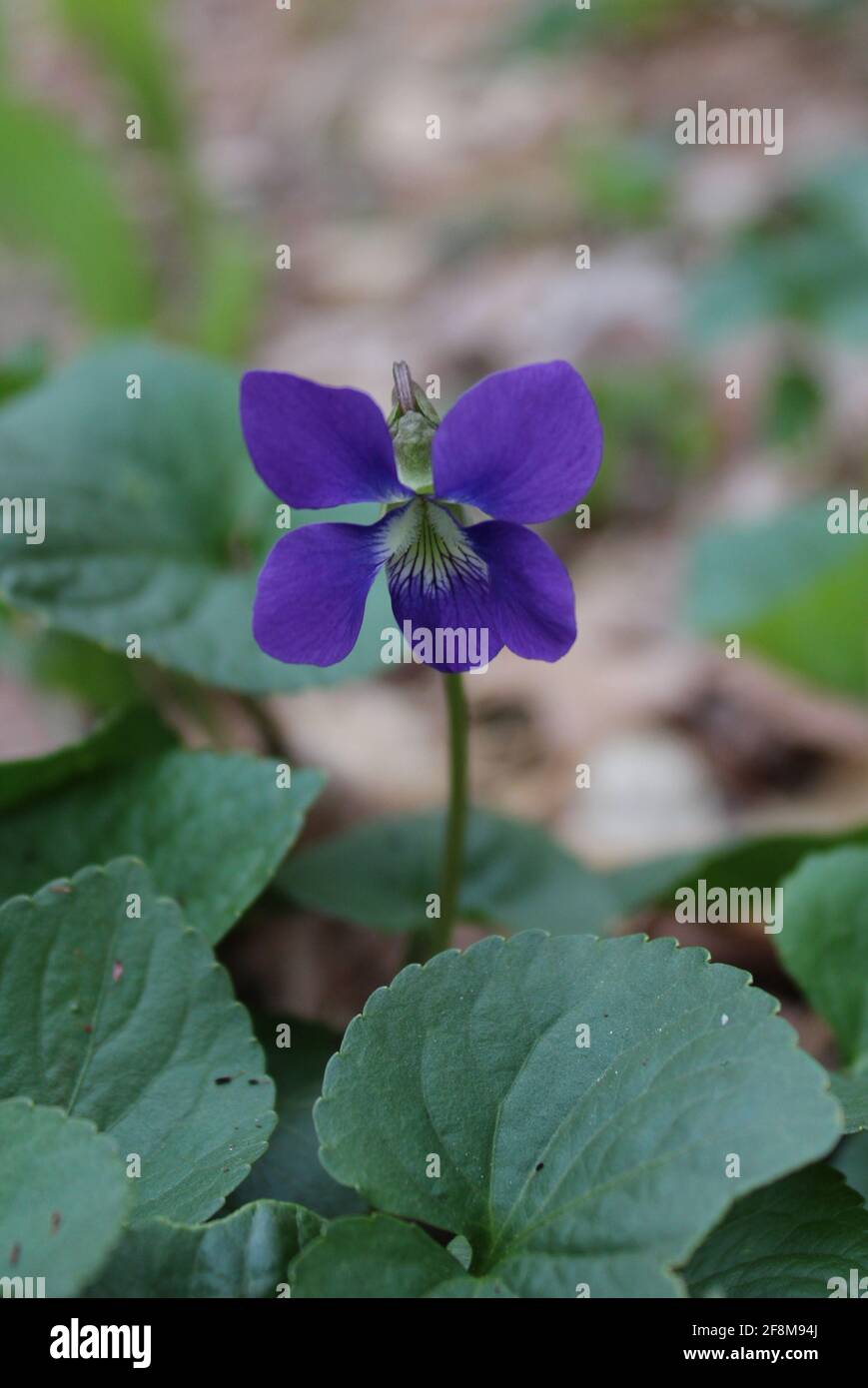 Viola viola viola selvatico Foto Stock