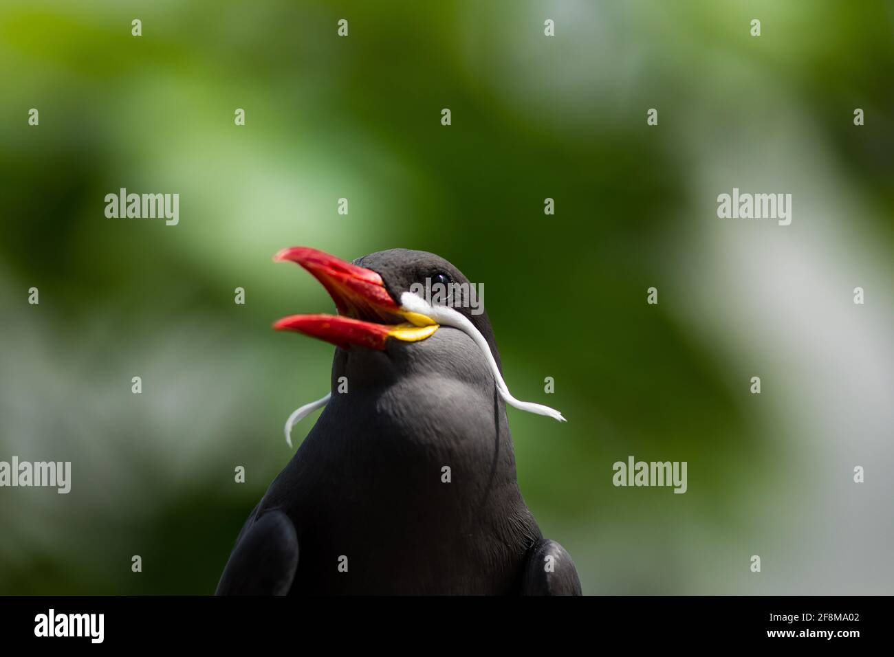Inca tern alla ricerca di cibo Foto Stock
