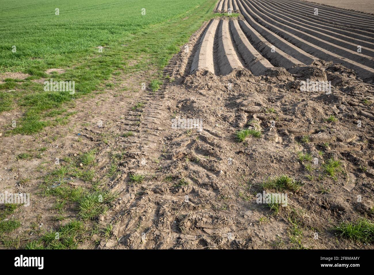 Fila di tumulo di suolo, preparando suolo per campo agricolo per crescere pianta. Foto Stock