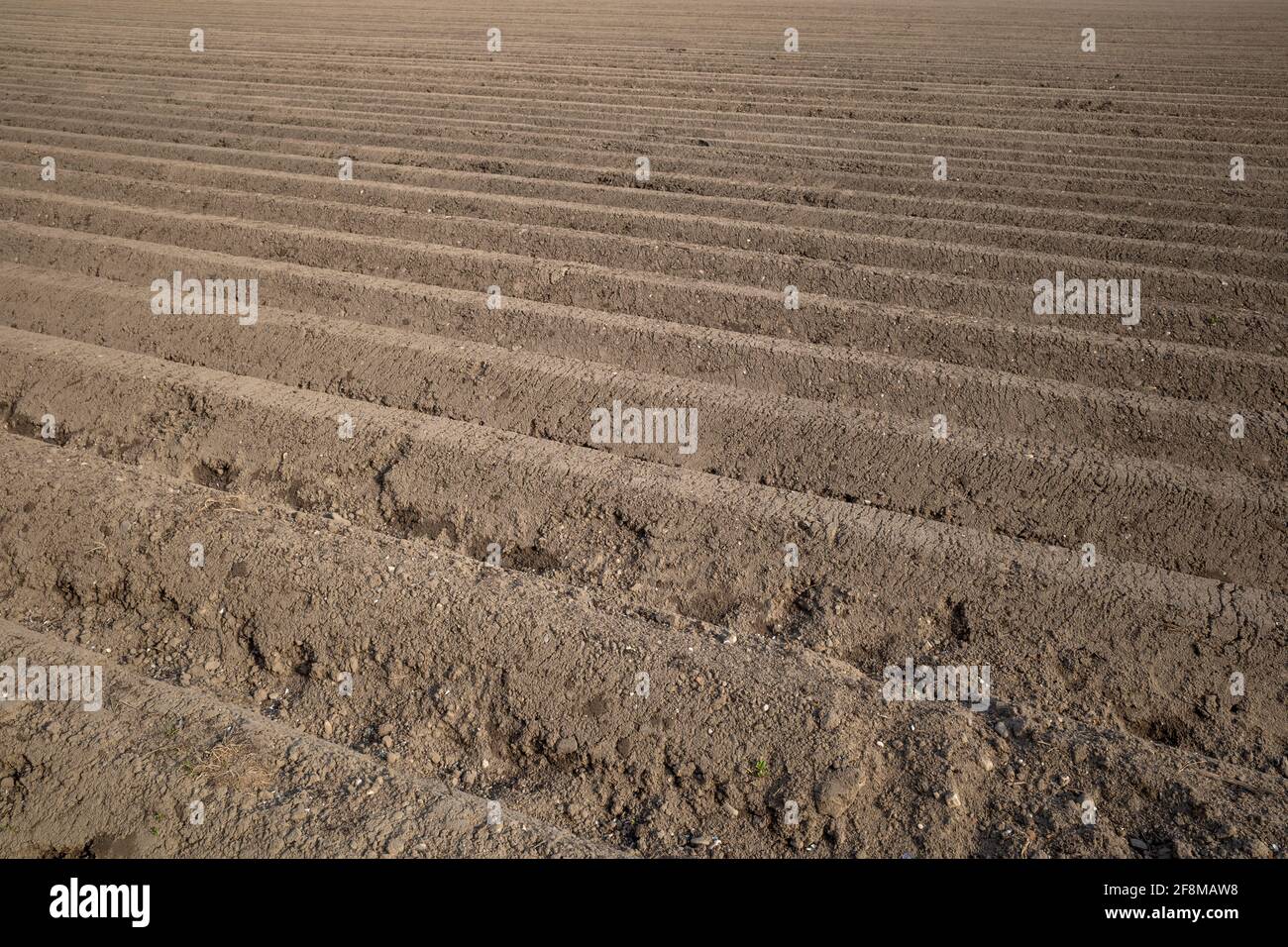 Fila di tumulo di suolo, preparando suolo per campo agricolo per crescere pianta. Foto Stock