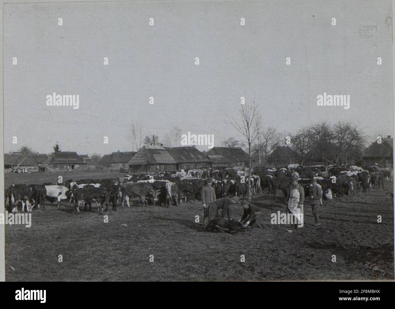 Battle Viehdepot dell'8° corpo, Gutestplatz, Perehinsko febbraio 1916. Foto Stock