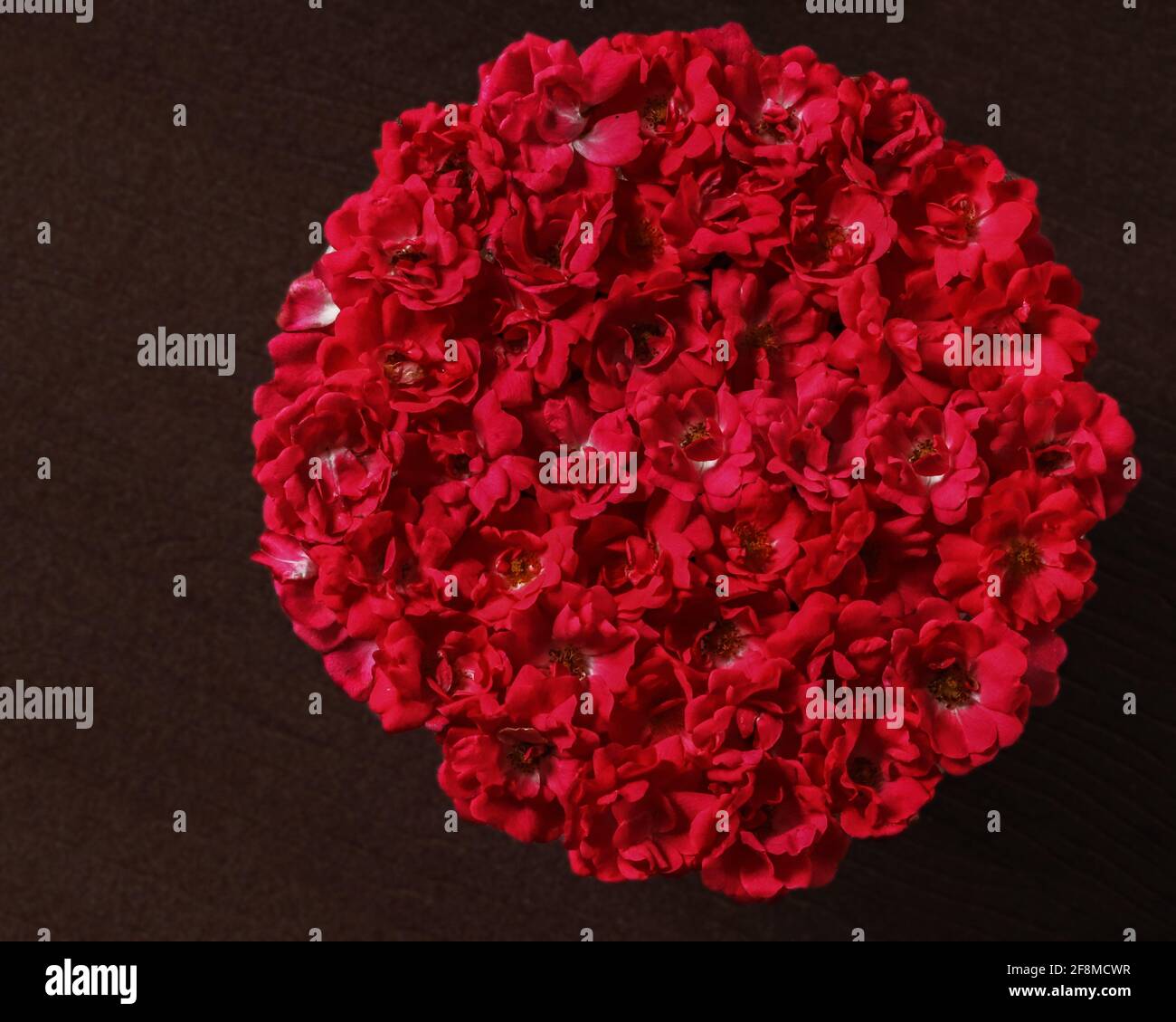 Le rose rosse si sono riunite in un motivo circolare con sfondo scuro Foto Stock