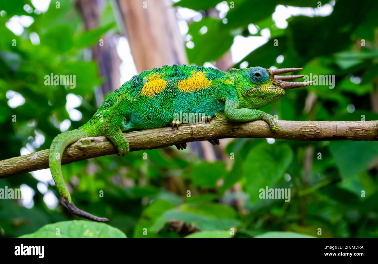Chameleon maschio Kikuyu a tre corna, alias il camaleonte a tre corna di Jackson, nella foresta pluviale dell'impenetrabile Parco Nazionale di Bwindi, Uganda. Foto Stock