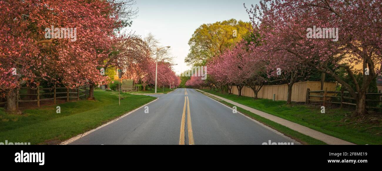 Alberi di ciliegio in piena linea di fioritura entrambi i lati di una strada suburbana in Montgomery County, Maryland. Foto Stock