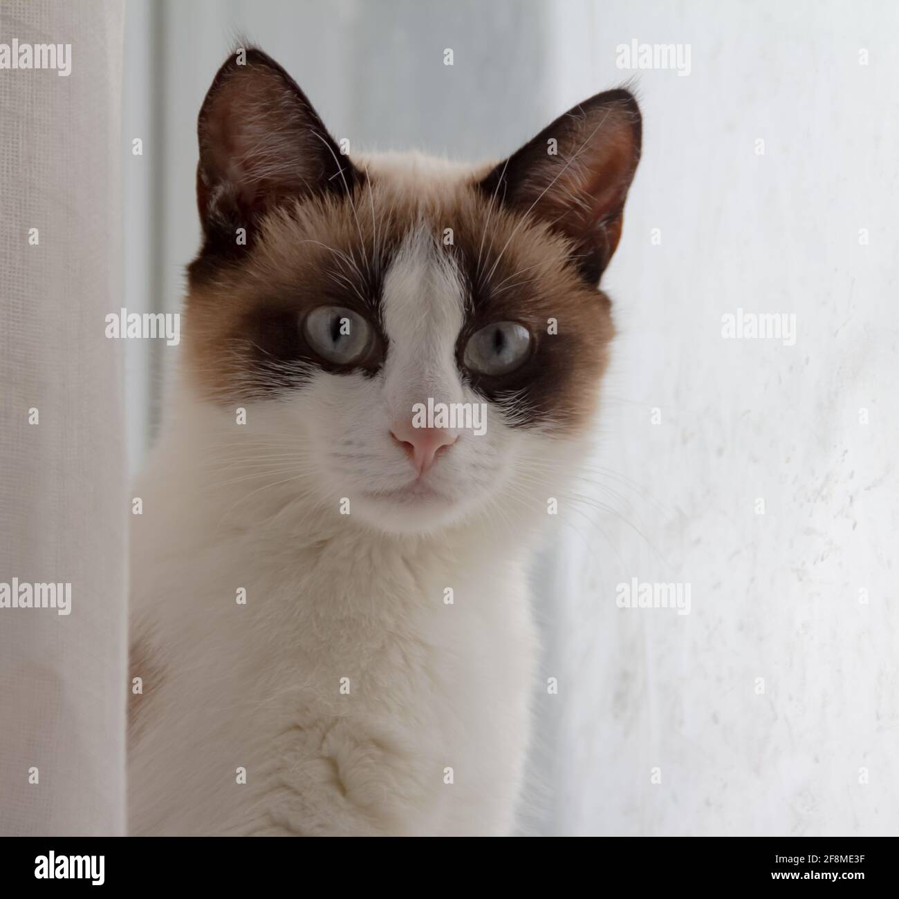 Gatto a punti di colore con occhi blu seduti dietro la finestra. Primo piano ritratto animale. Foto Stock