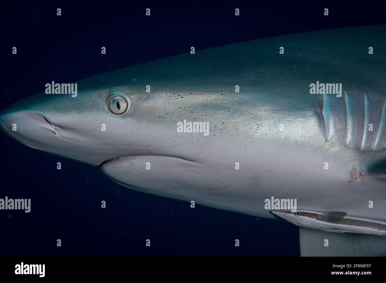 Squalo caraibico (Carcharhinus perezi) Al largo dell'isola caraibica di St Martin Foto Stock
