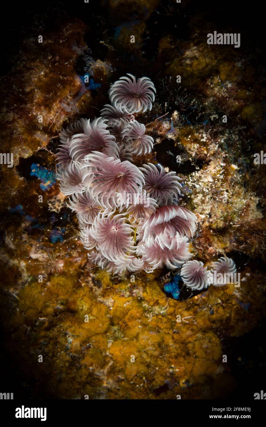 Antipolvere sociale (Bispira brunnea) Verme sulla barriera corallina al largo dell'isola olandese di Caribena Sint Maarten Foto Stock