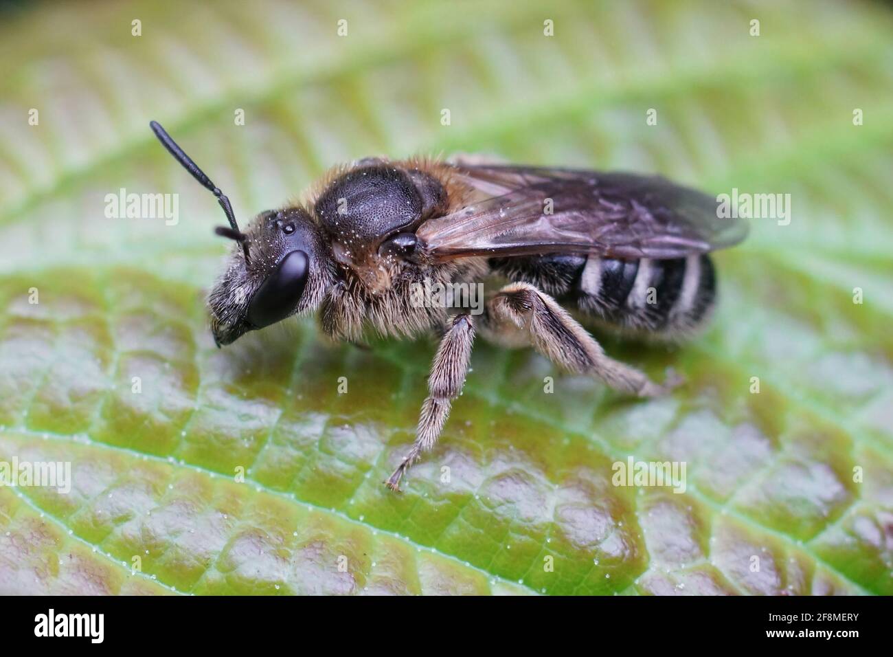 Femmina di una delle più grandi api di solco (Lasioglossum majus) appollaiato su una foglia verde Foto Stock