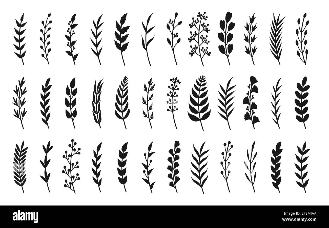 Set di rami in alloro con silhouette nera ricurve. Elemento floreale disegnato a mano di foglia, ramo, bacche. Oggetto vegetale per cornice, bordo, divisorio ornamentale di fiori. Ideale per biglietti d'auguri. Illustrazione vettoriale Illustrazione Vettoriale