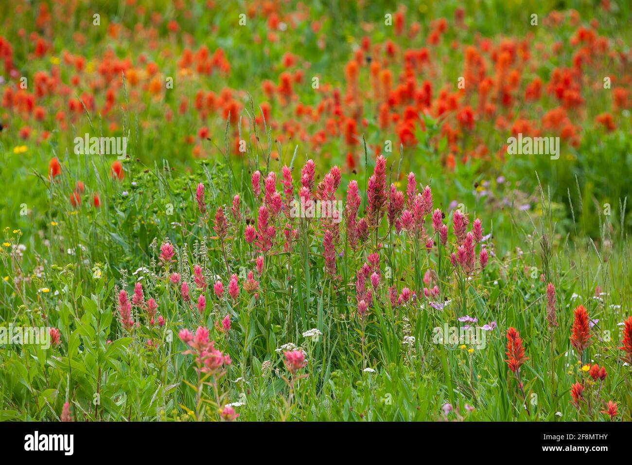 Pennello indiano, Albion Basin, Little Cottonwood Canyon, Wasatch Mountains, Utah Foto Stock