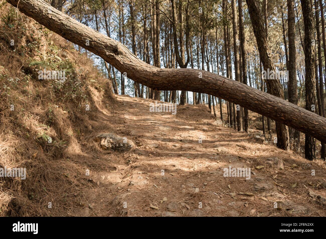 Albero rotto nel mezzo della strada che blocca la strada per Shreenagar, Tansen, Palpa Foto Stock