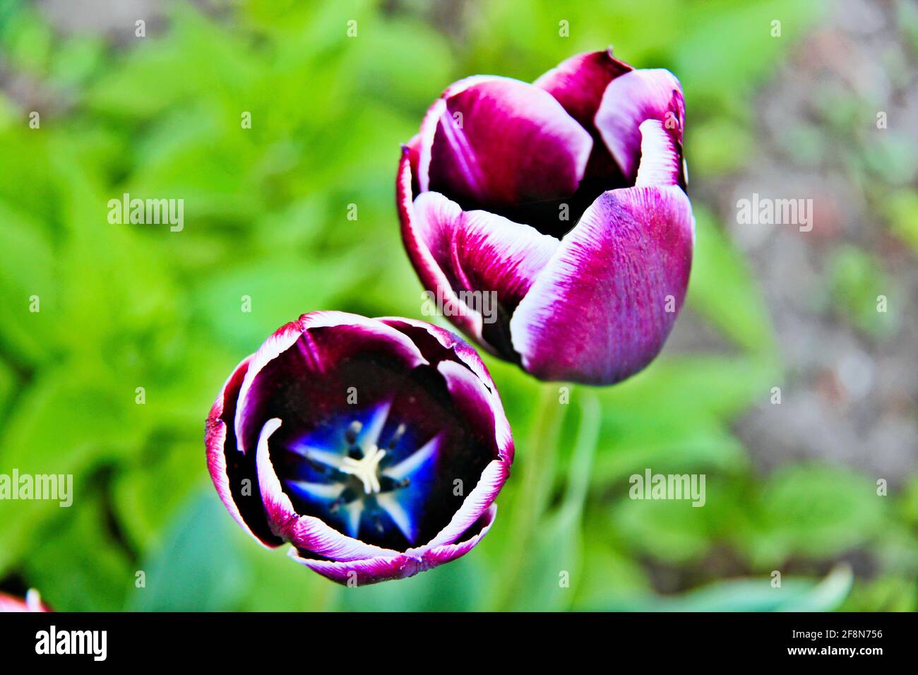 Due tulipani bianchi e viola vividi con un tocco di blu sono visti da vicino con foglie su sfondo sfocato. Foto Stock