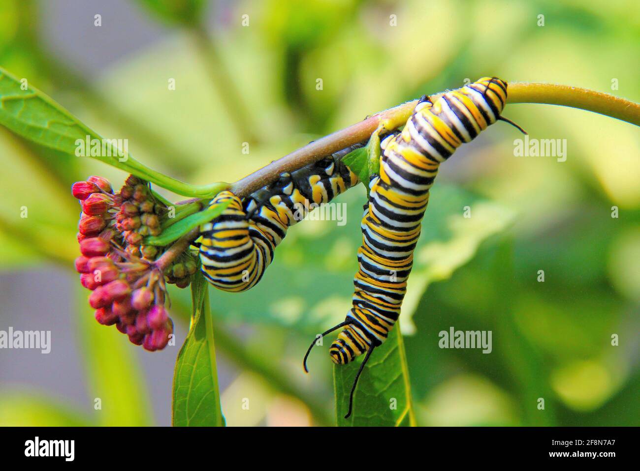 Due caterpillars di farfalla di Monarch, mangiando una pianta di latticini, che è veleno ad altri insetti, piccoli animali ed uccelli. Foto Stock