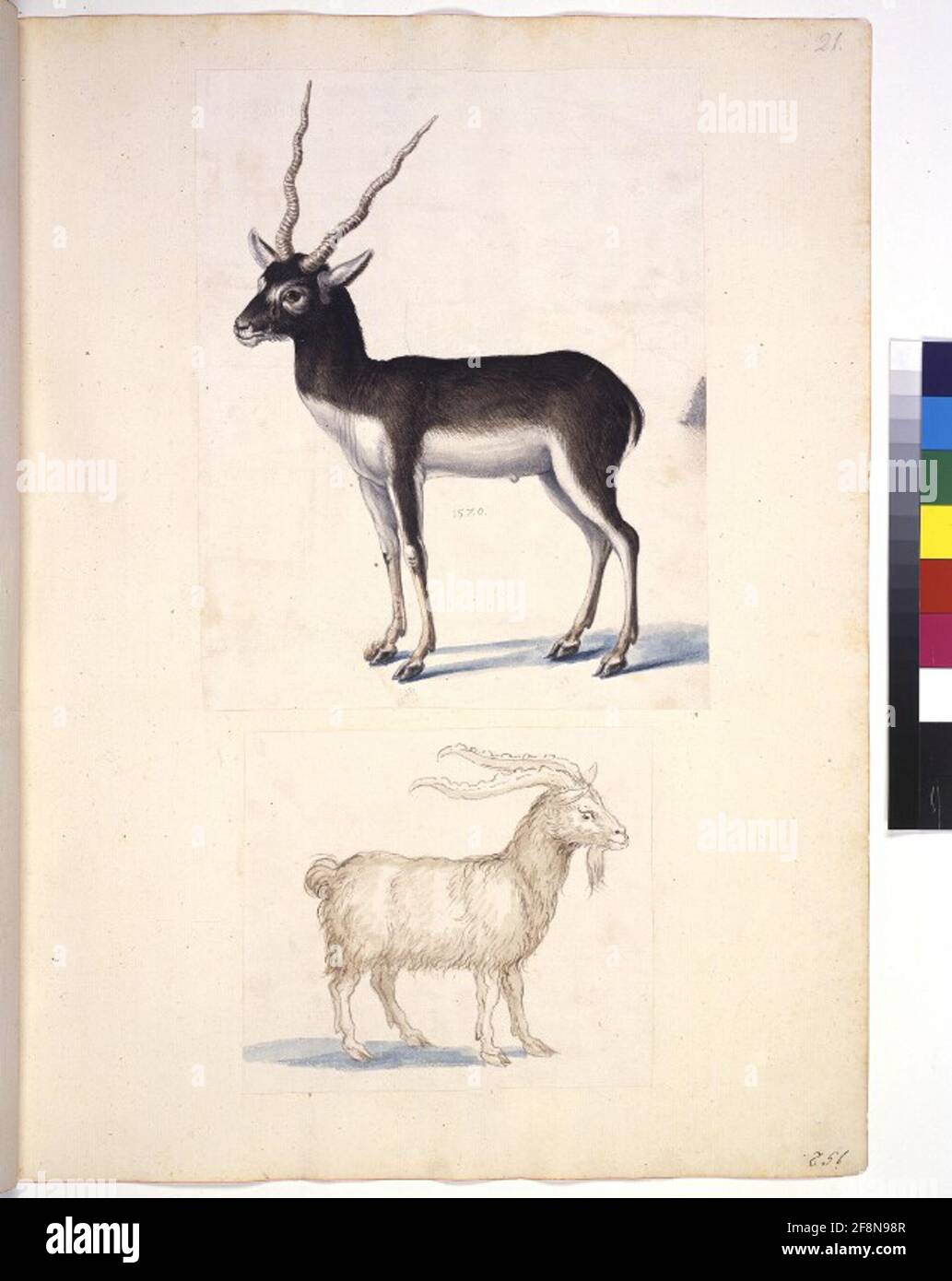 COD. Min. 42, vol. 21R: Raccolta di studi sulla natura u. A. di artisti olandesi, tedeschi e italiani: Animal Study (due capre, DAT. 1570) Foto Stock