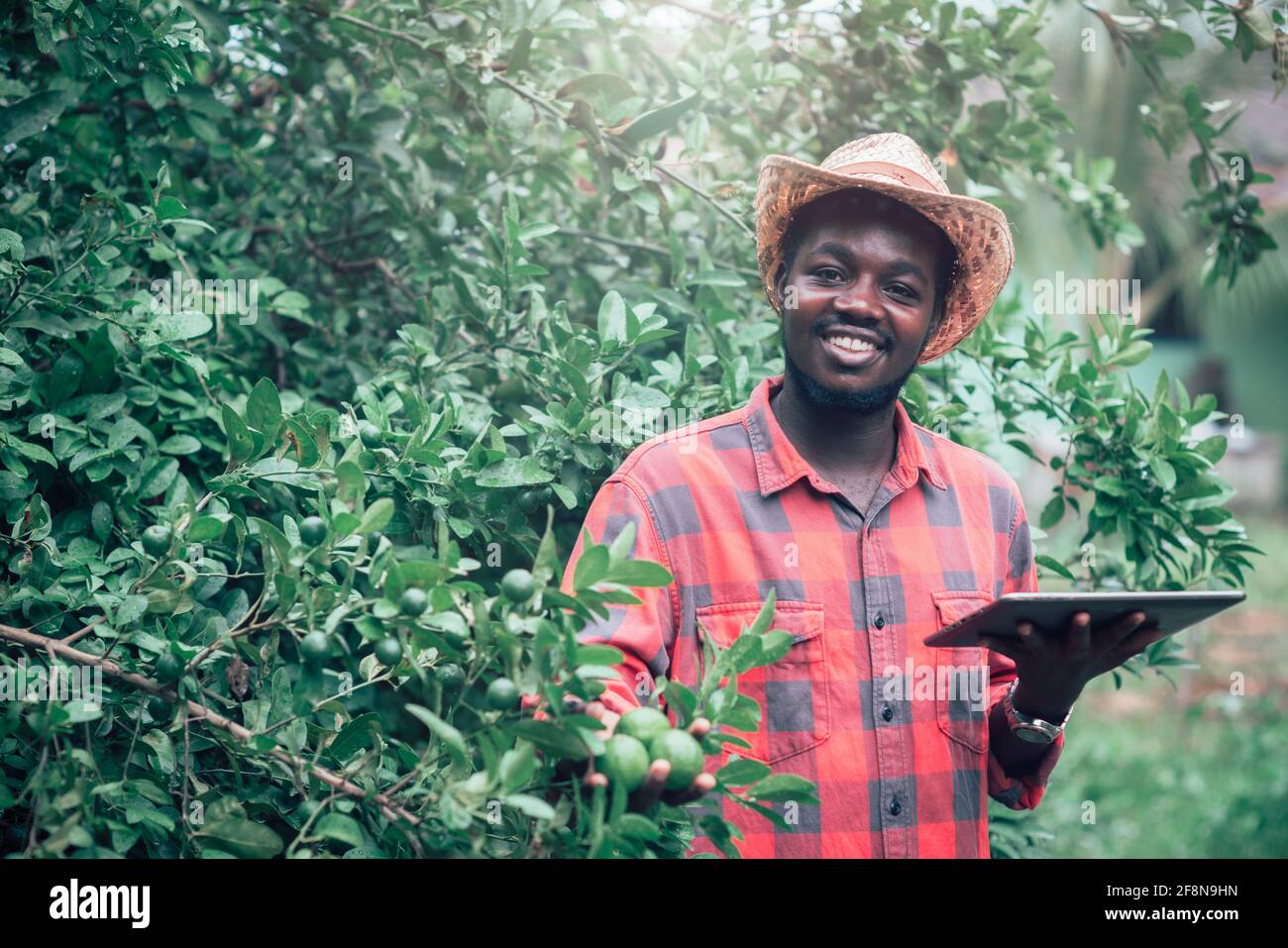 Coltivatore africano che usa la tavoletta per la ricerca di un limone in biologico Farm. Agriculture o concetto di coltivazione Foto Stock