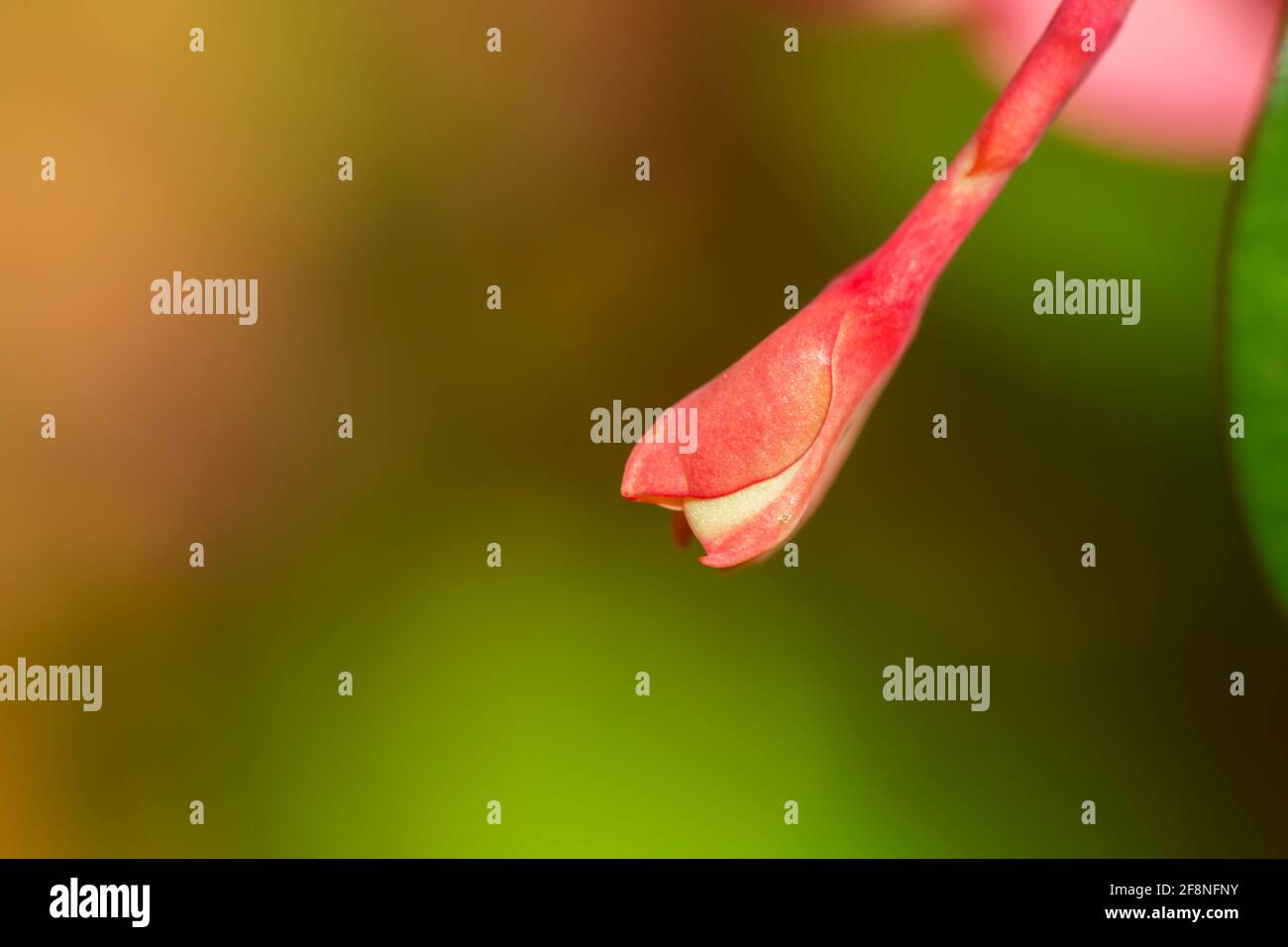 macro shot di vaso fiore rosa in crescita. Foto Stock