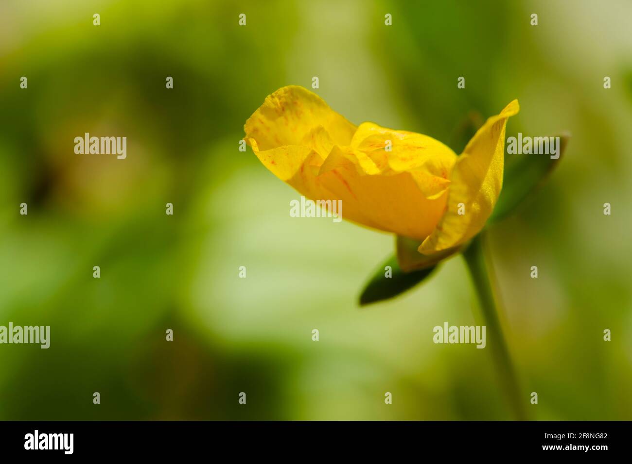 Potentilla frutticosa (arbusti Cinquefoil) Foto Stock