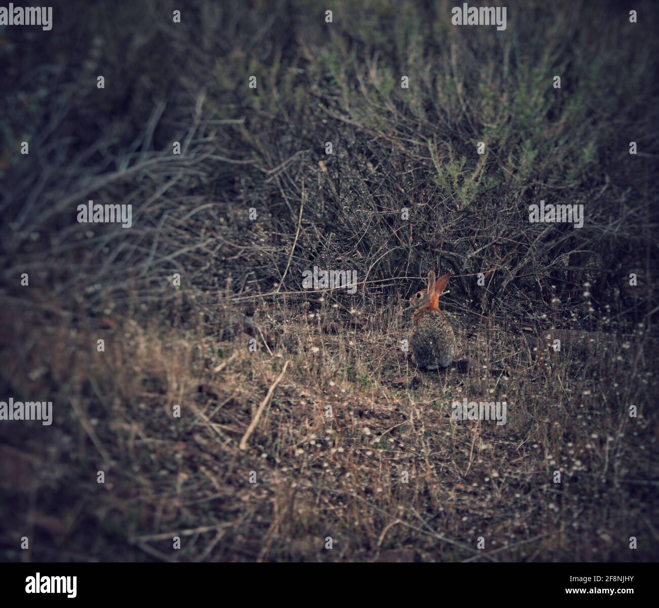 Baby Bunny nascosto in un cespuglio Foto Stock