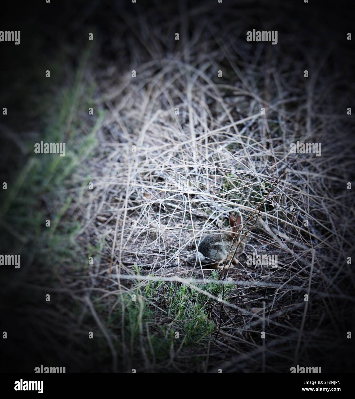 Baby Bunny nascosto in un cespuglio Foto Stock