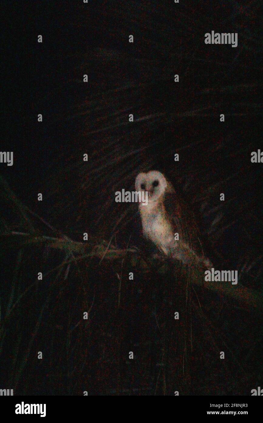 Un gufo in un albero di notte Foto Stock