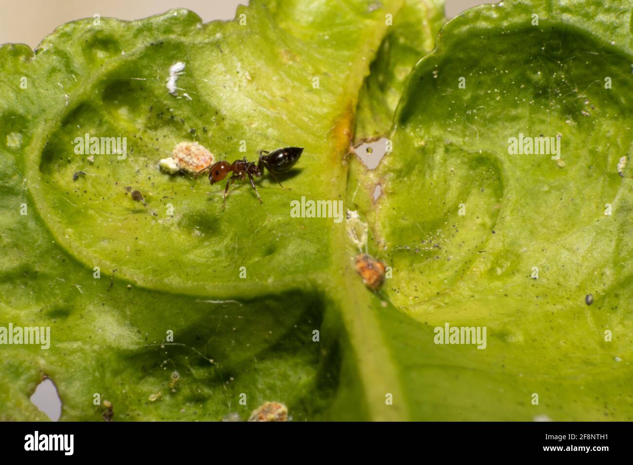 Formiche che fanno l'agricoltura e che proteggono gli insetti. La Crematogaster scutellaris è una specie di formicidae appartenente alla famiglia dei Formicidae. Foto Stock