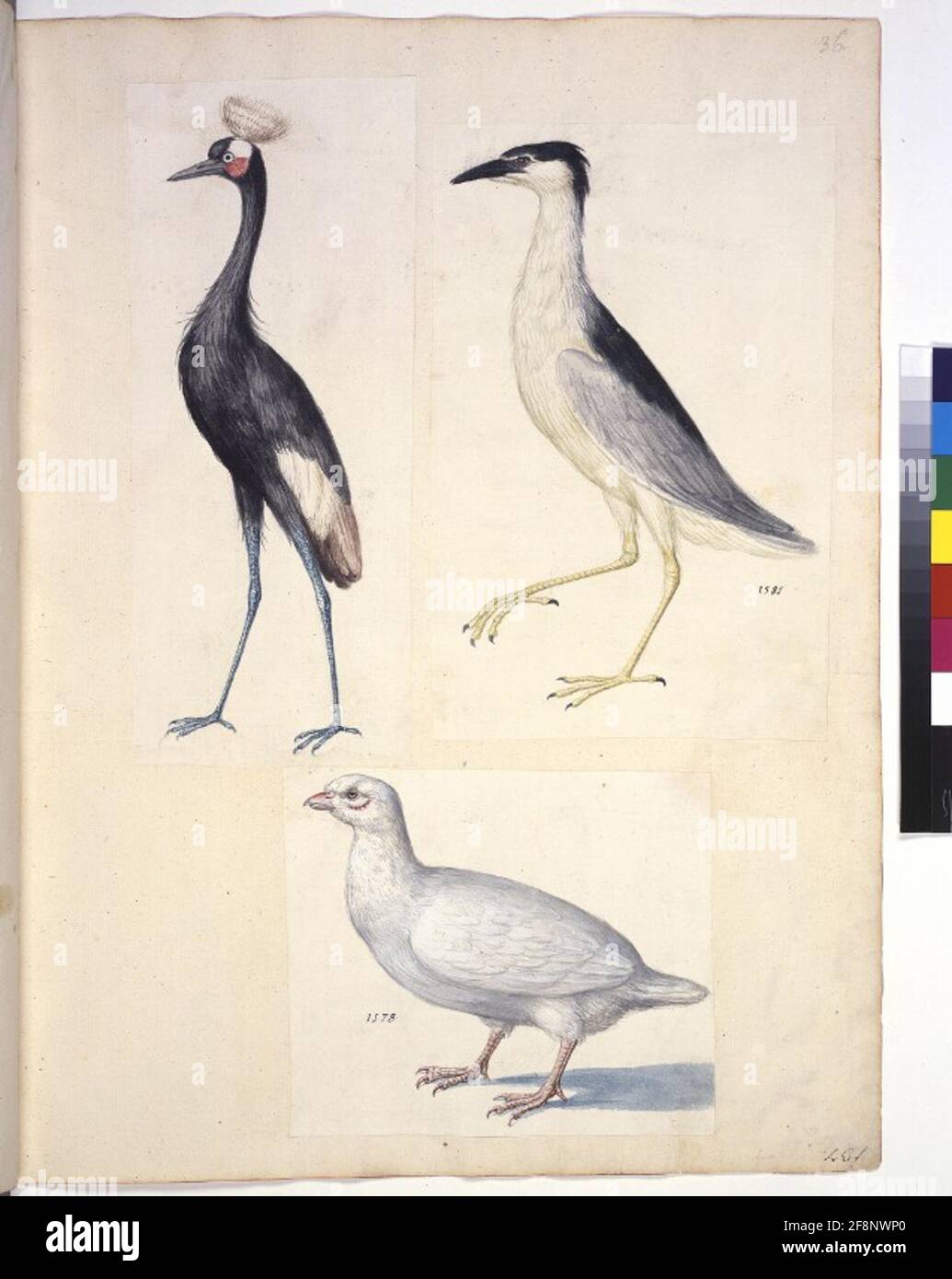 COD. Min. 42, vol. 36r: Raccolta di studi sulla natura u. A. di artisti olandesi, tedeschi e italiani: Animal Study (Three Birds, DAT. 1581 u. 1578) Foto Stock