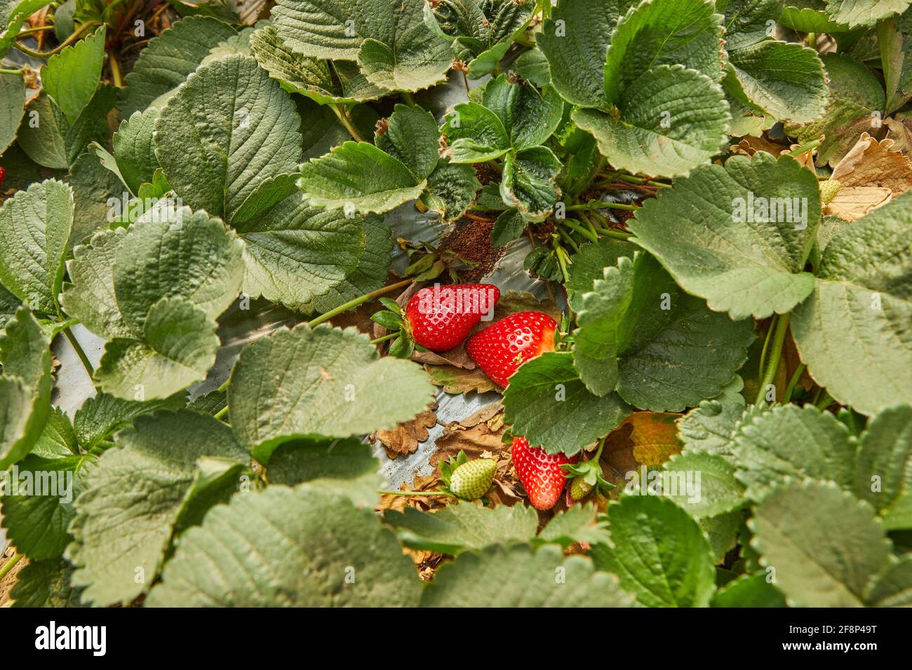 Raccolta di fragole fresche in azienda, primo piano di fragole biologiche fresche che crescono su una vite. Foto Stock