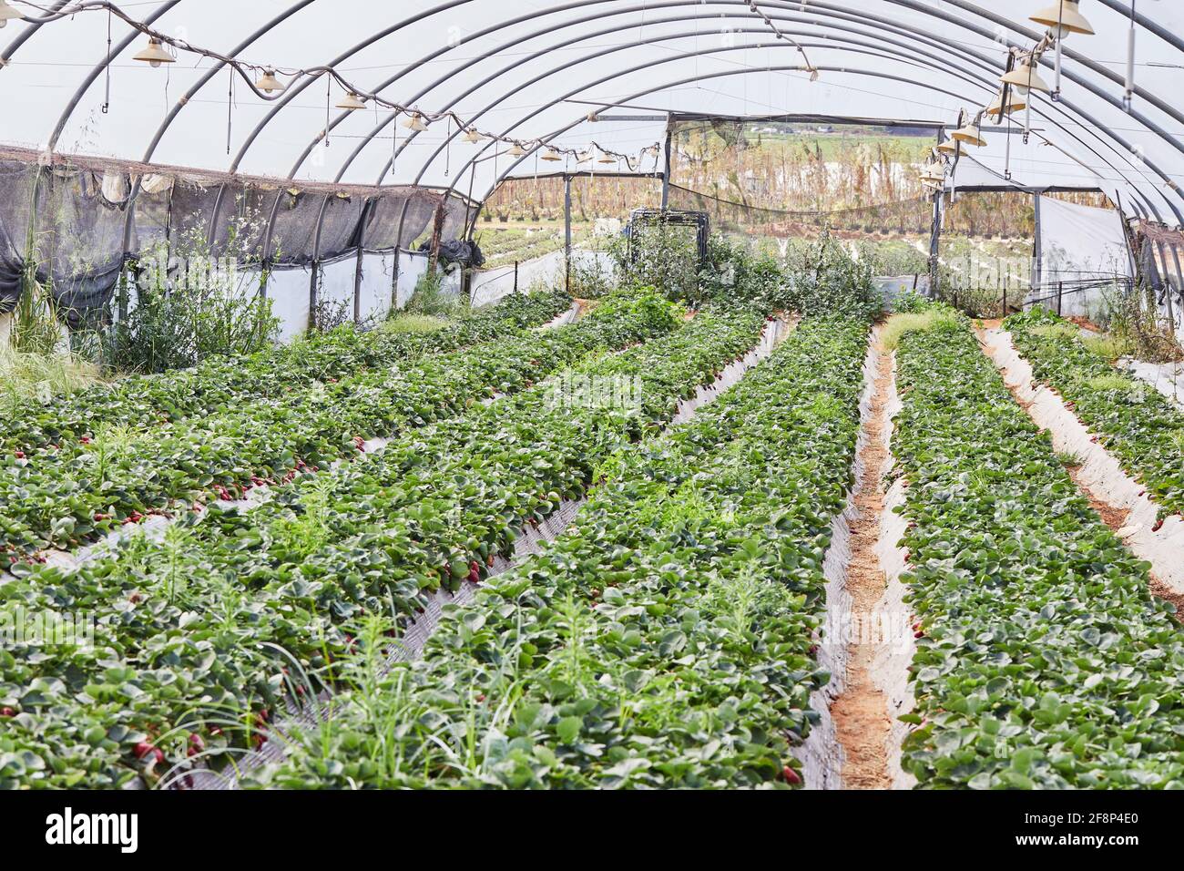 Raccogliere fragole fresche nella fattoria in serra con letti è divertente per tutta la famiglia. Foto Stock
