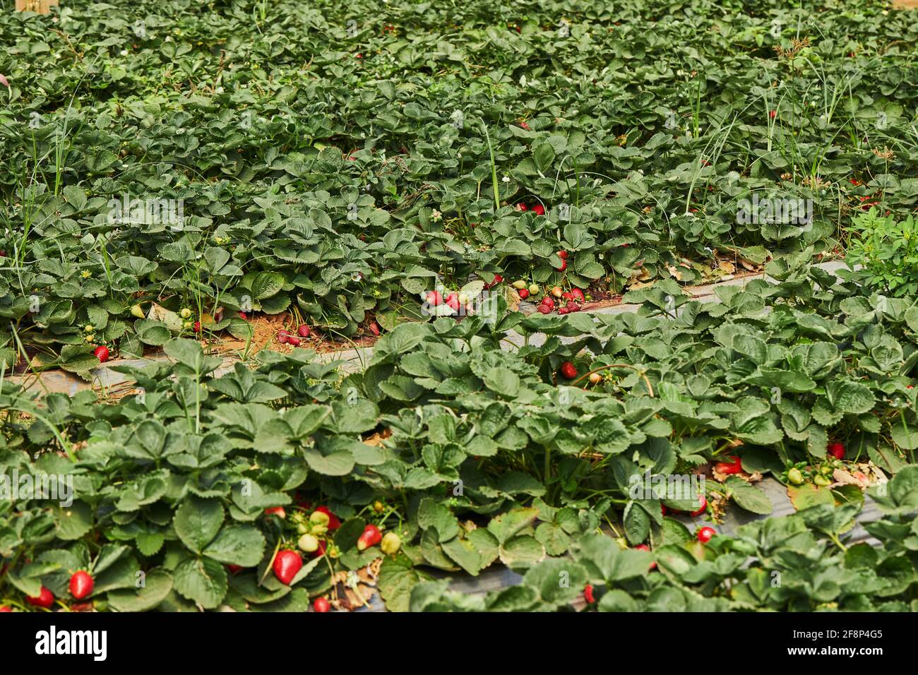 Raccogliere fragole fresche nella fattoria in serra con letti è divertente per tutta la famiglia. Foto Stock