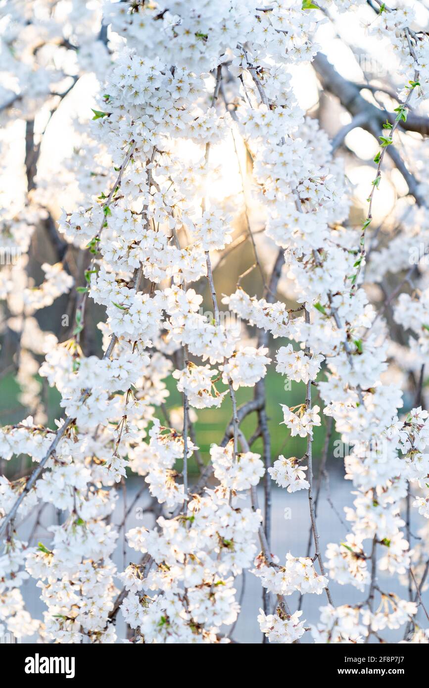 Splendidi alberi che fioriscono nel Central Park durante la primavera a New  York City Foto stock - Alamy