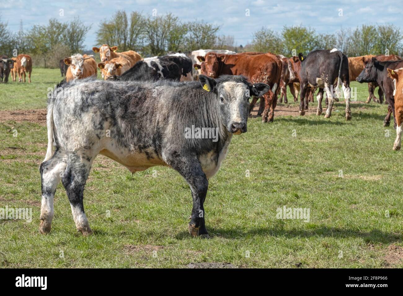 Una mandria di bovini di manzo in una fattoria del Lincolnshire meridionale, Regno Unito Foto Stock