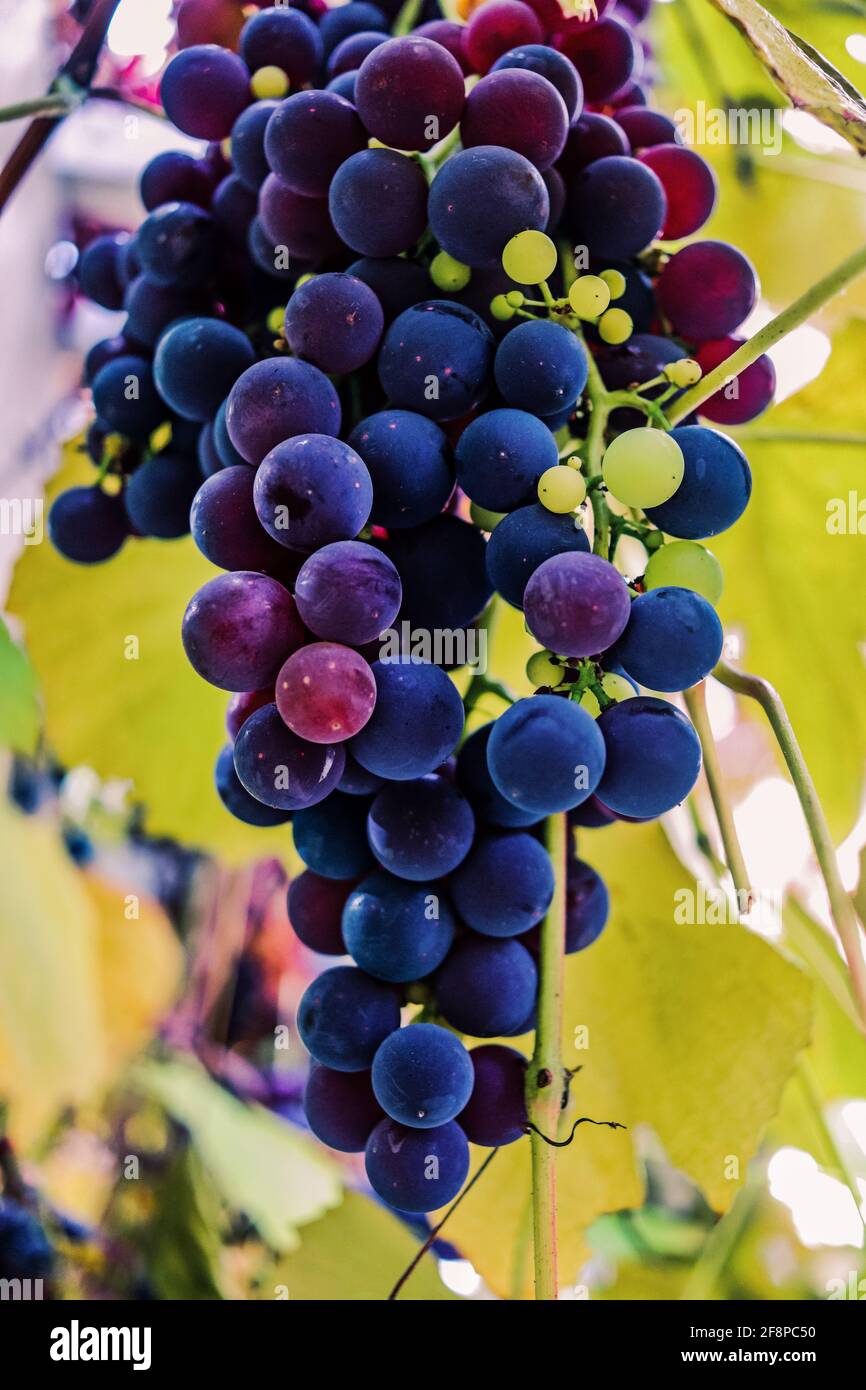 uva concord appesa alla vite Foto Stock