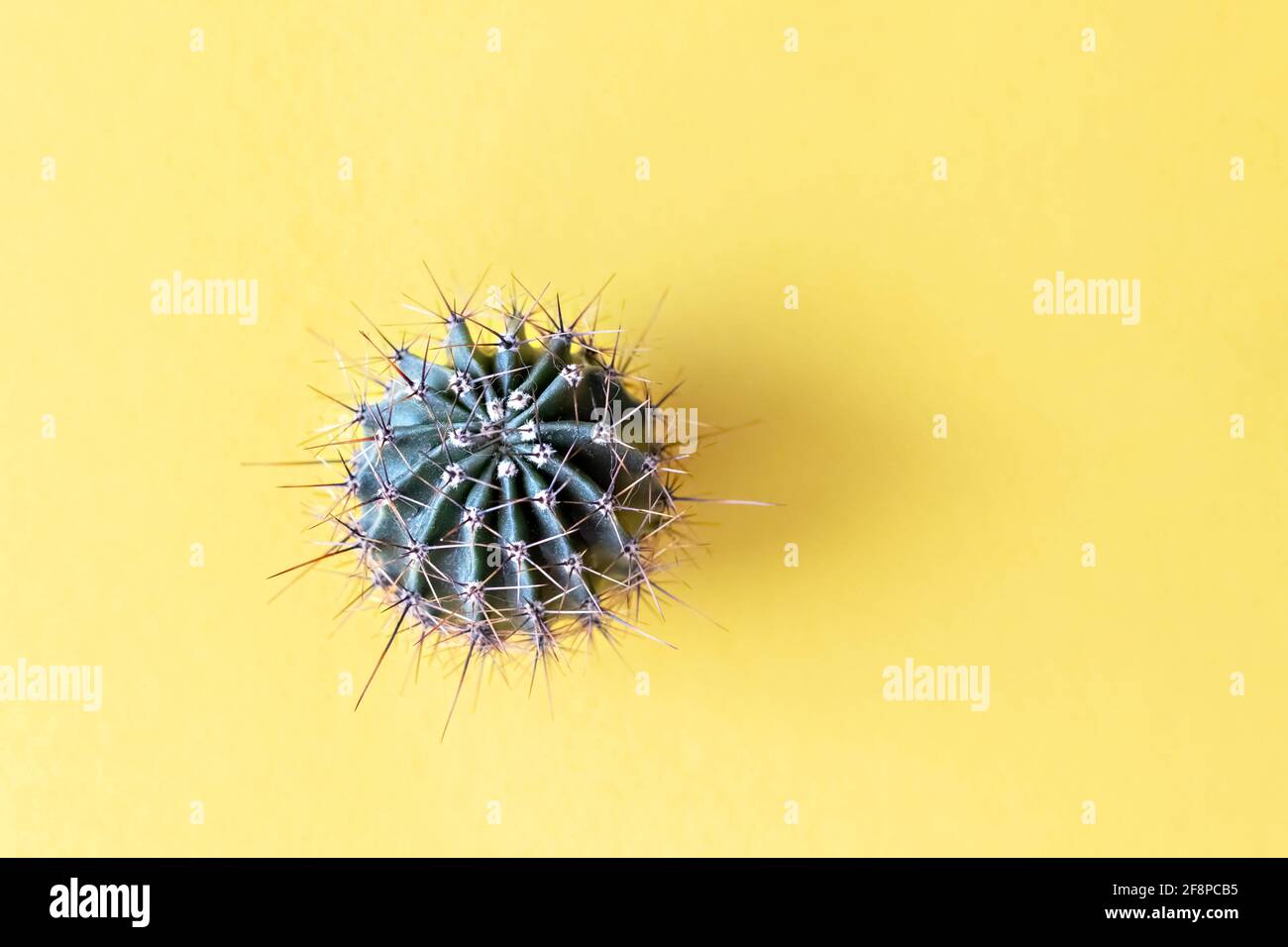 Sfondo da un cactus su sfondo giallo. Pianta tessitura con spine. Foto Stock