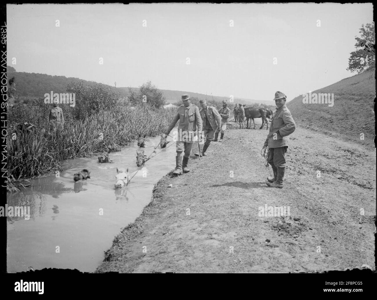Piscina a cavallo. Foto Stock