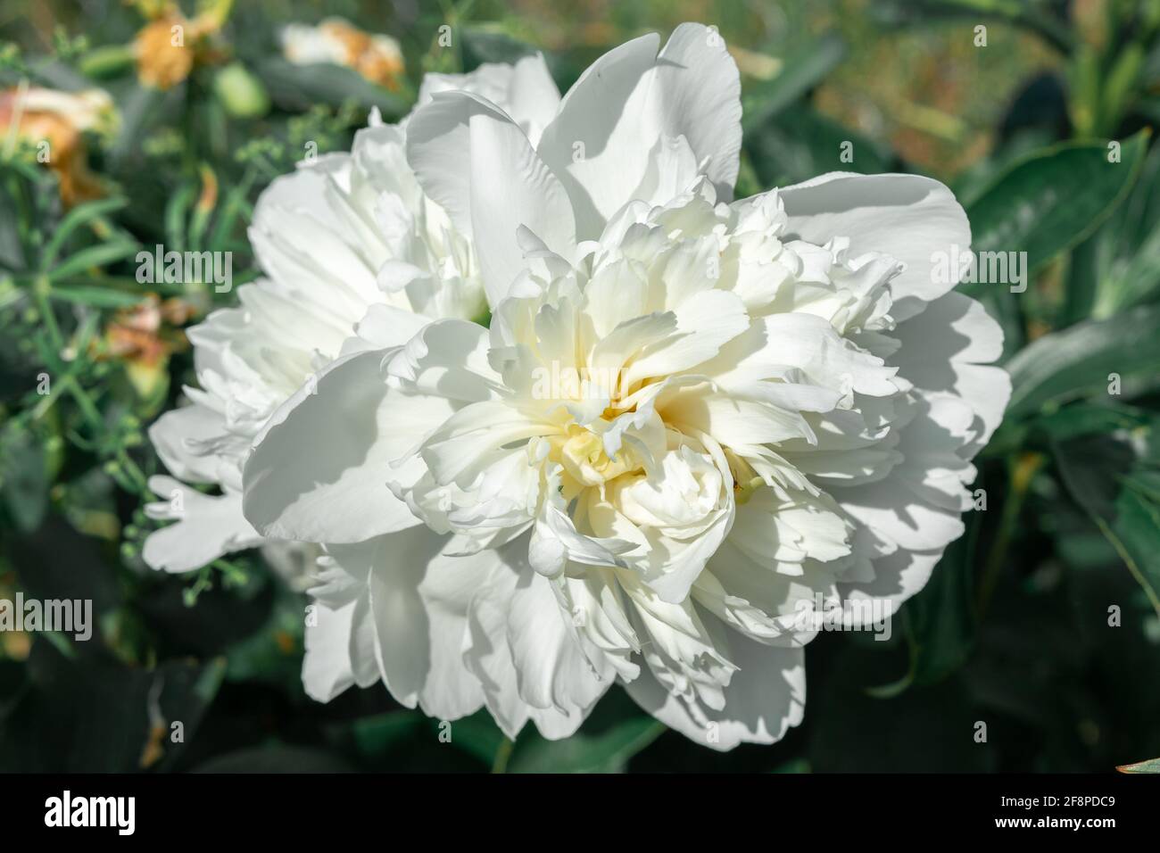 grandi fiori di peonie bianche da vicino. Foto Stock