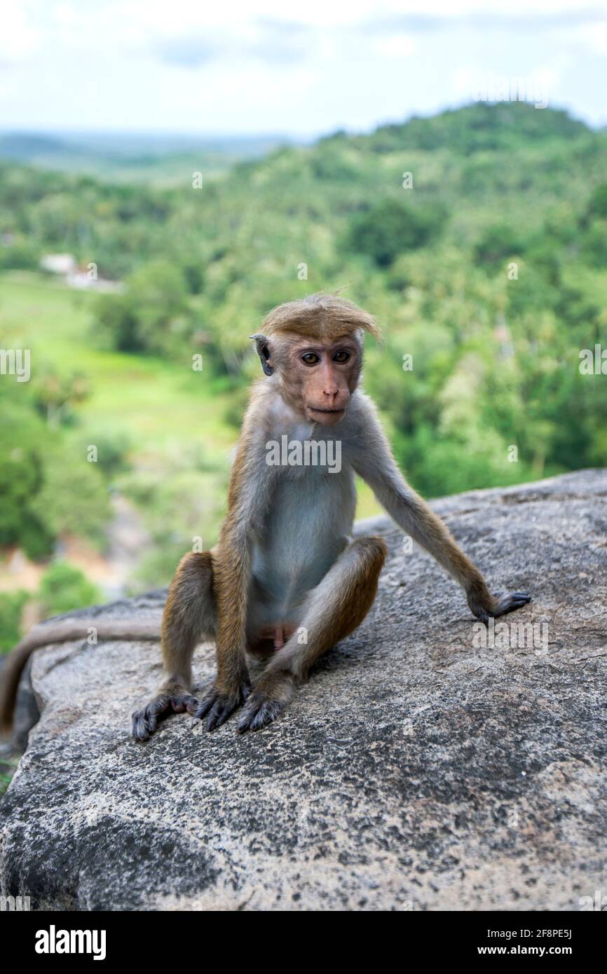 Un macaque Toque (nome scientifico Macaca sinica) seduto su un affioramento di pietra a Mulkirigala nella provincia meridionale dello Sri Lanka. Foto Stock