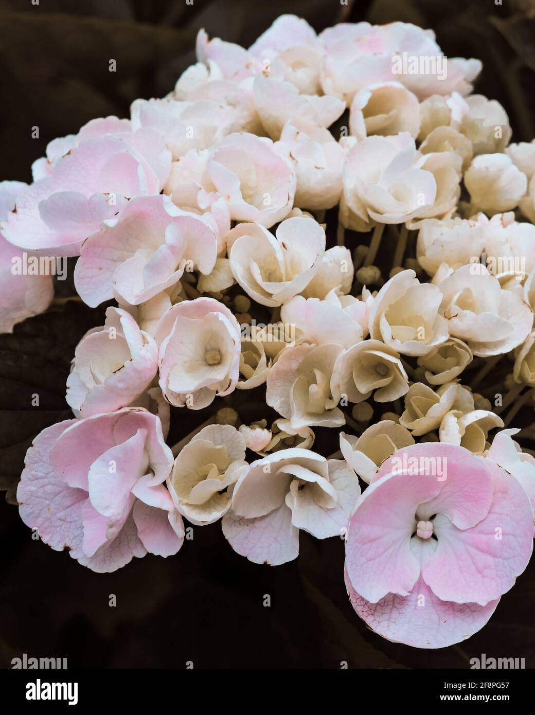 Idrangea rosa chiaro che fiorisce nel giardino Foto Stock