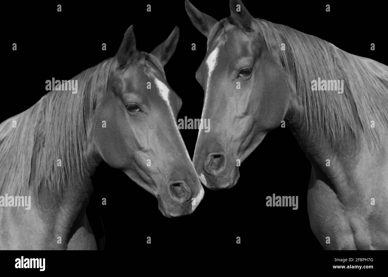 Due belle Black Horse Closeup faccia Foto Stock
