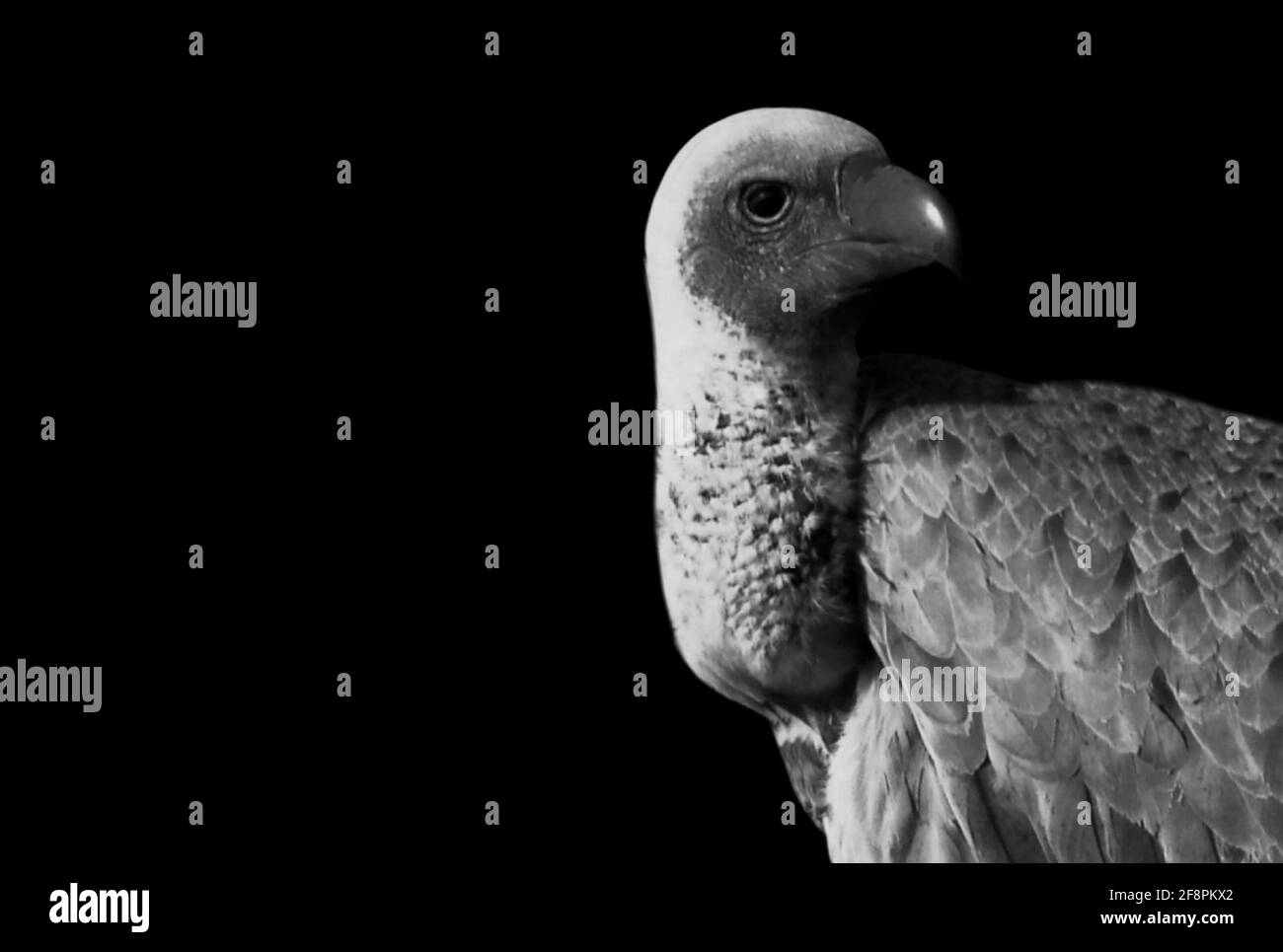 Arrabbiato pericoloso uccello avvoltoio guardando indietro nello sfondo nero Foto Stock