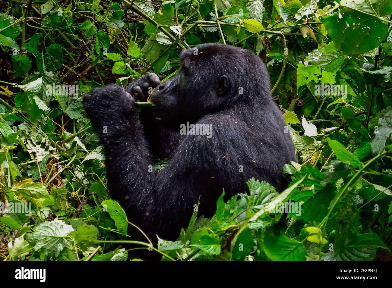 Mangiare. Uno dei circa 400 Gorilla della montagna orientale in via di estinzione che vivono nell'impenetrabile Parco Nazionale di Bwindi, Uganda. Foto Stock
