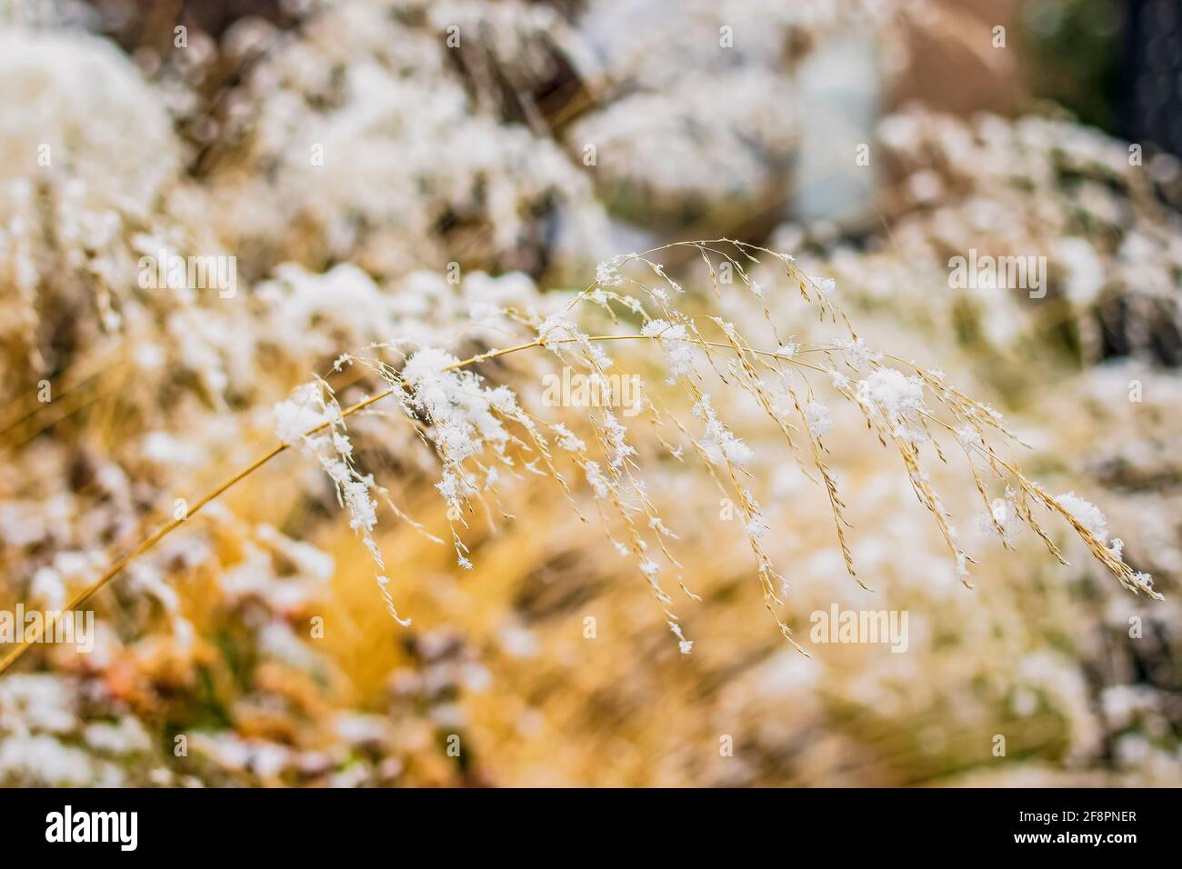 Neve appena caduta su un'erba alta della spiaggia nel inverno Foto Stock