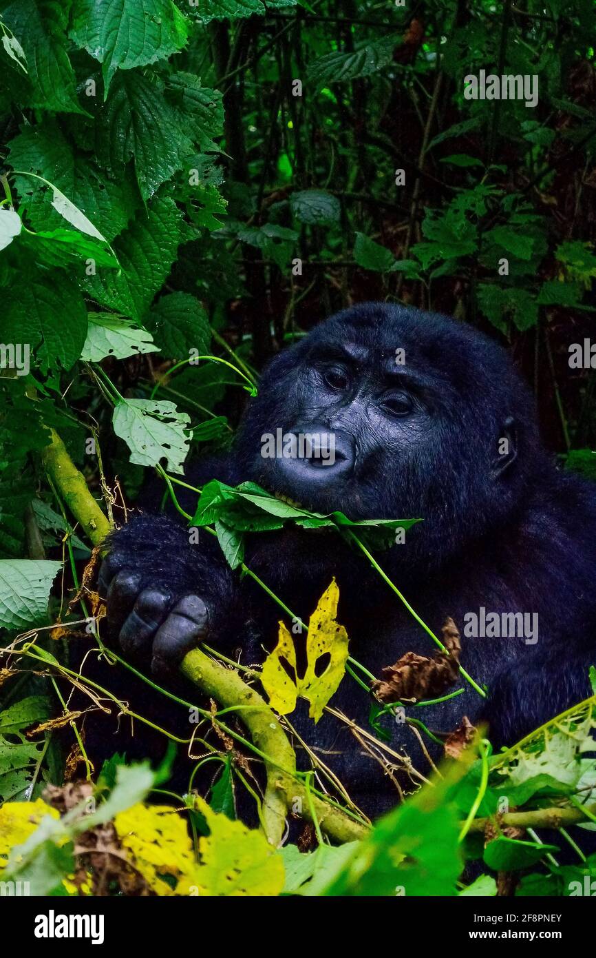 Munching. Uno dei circa 400 Gorilla della montagna orientale in via di estinzione che vivono nell'impenetrabile Parco Nazionale di Bwindi, Uganda. Foto Stock