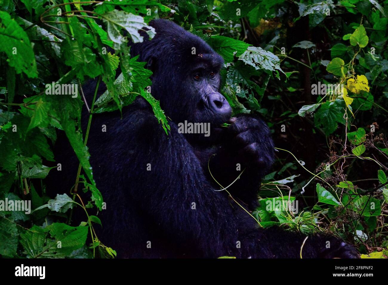 Pensare. Uno dei circa 400 Gorilla della montagna orientale in via di estinzione che vivono nell'impenetrabile Parco Nazionale di Bwindi, Uganda. Foto Stock