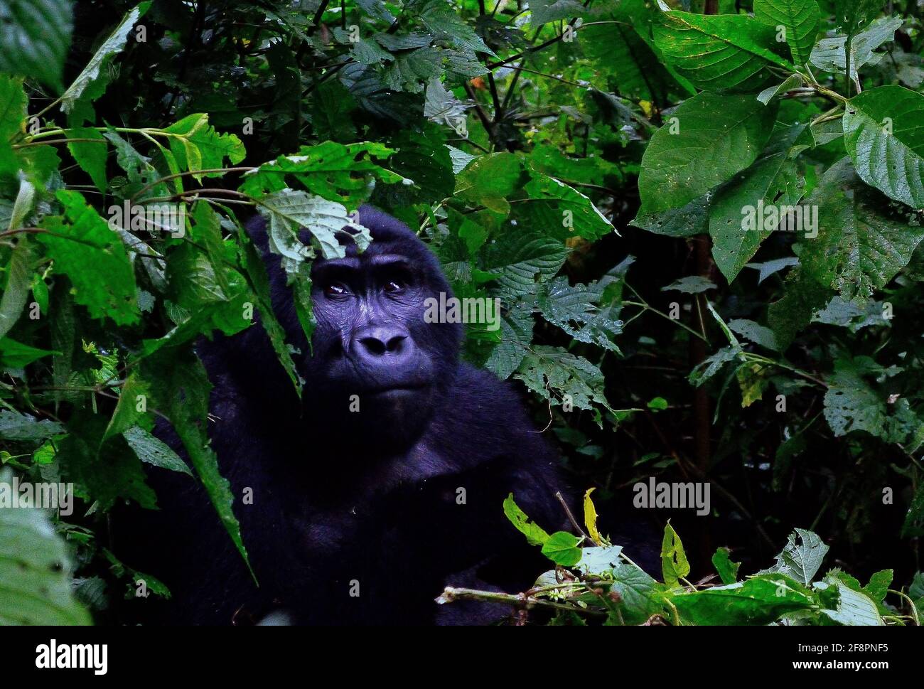 Fissando. Uno dei circa 400 Gorilla della montagna orientale in via di estinzione che vivono nell'impenetrabile Parco Nazionale di Bwindi, Uganda. Foto Stock
