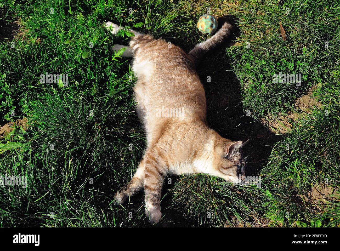 Un gattino dorme al sole Foto Stock