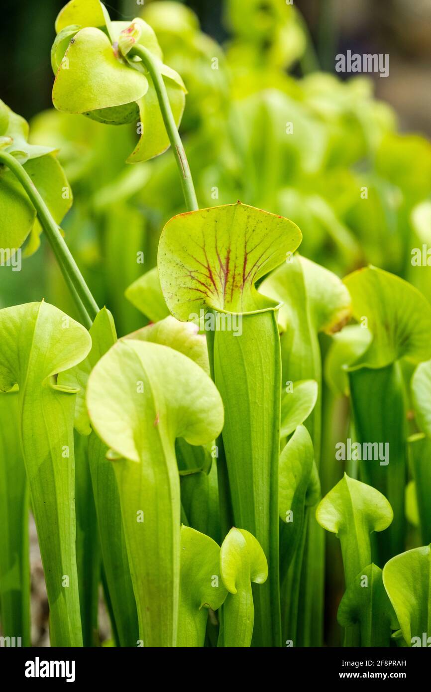 Sarracenia fava, caraffa gialla, biscotti, corno di cacciatore, trombe, coppa dell'acqua, fiore a bisaccia giallo, trombe gialle. carnivoro Foto Stock