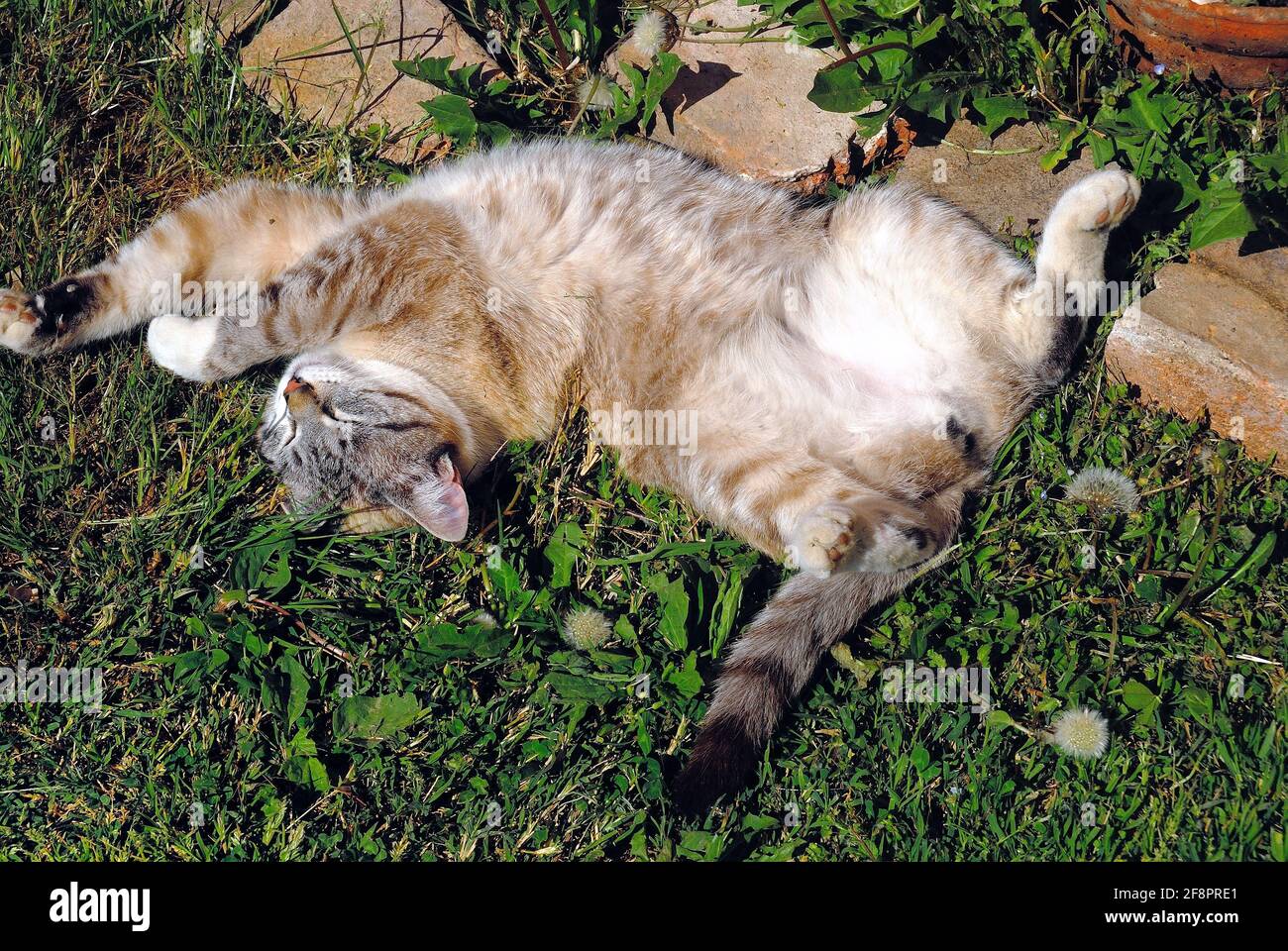 Un gattino dorme al sole Foto Stock