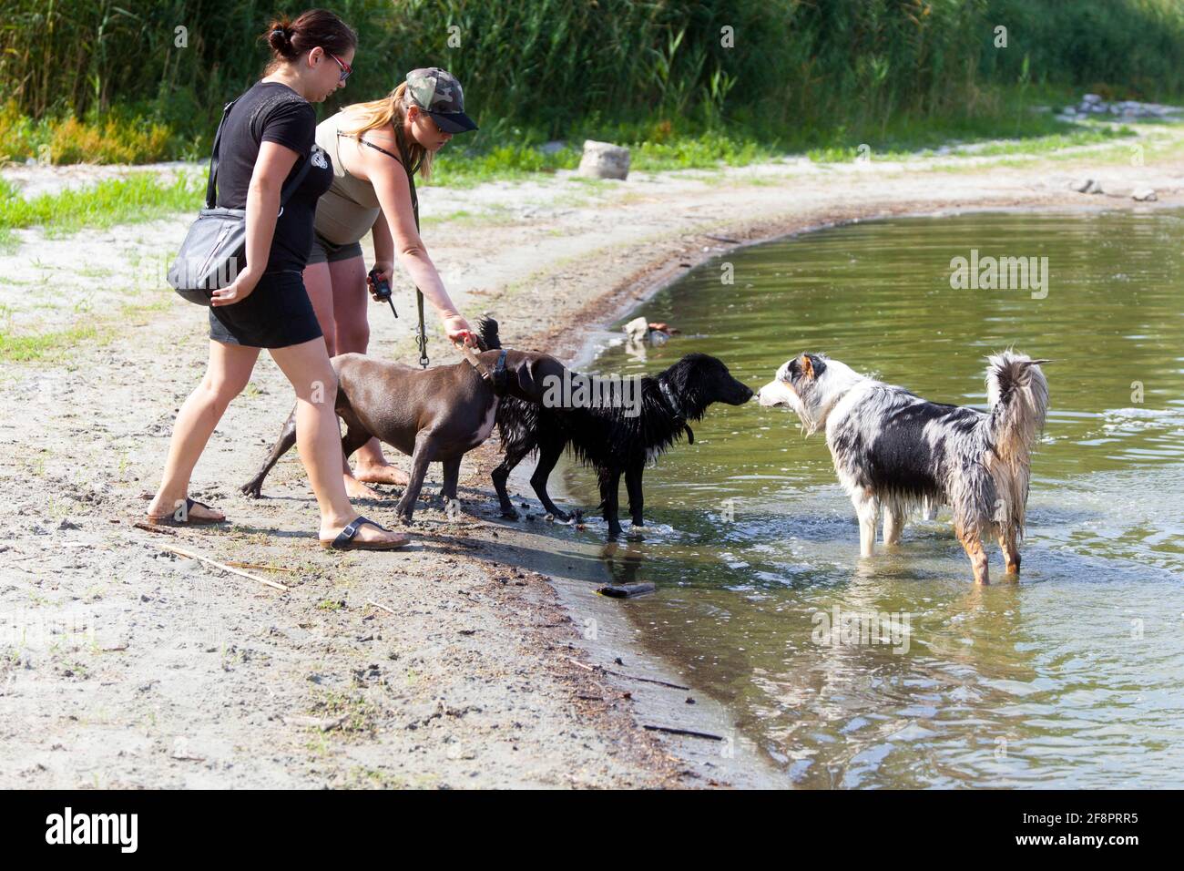 Incontri dei cani e del loro proprietario sulla riva Del cane dello stagno che sniffing il cane Foto Stock