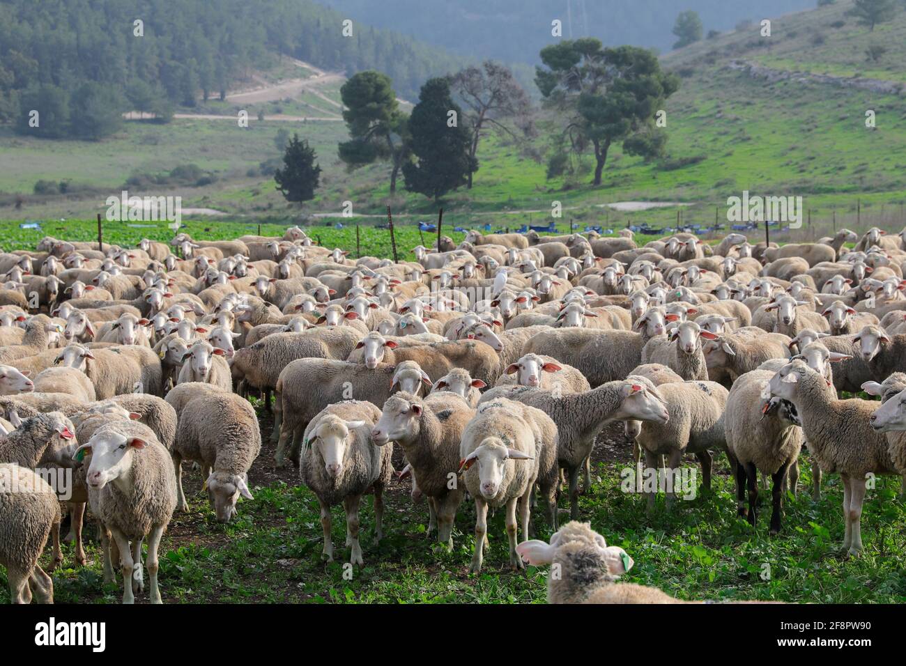 Mandria di pecore bianche che pascolano in un paesaggio verde. Foto Stock