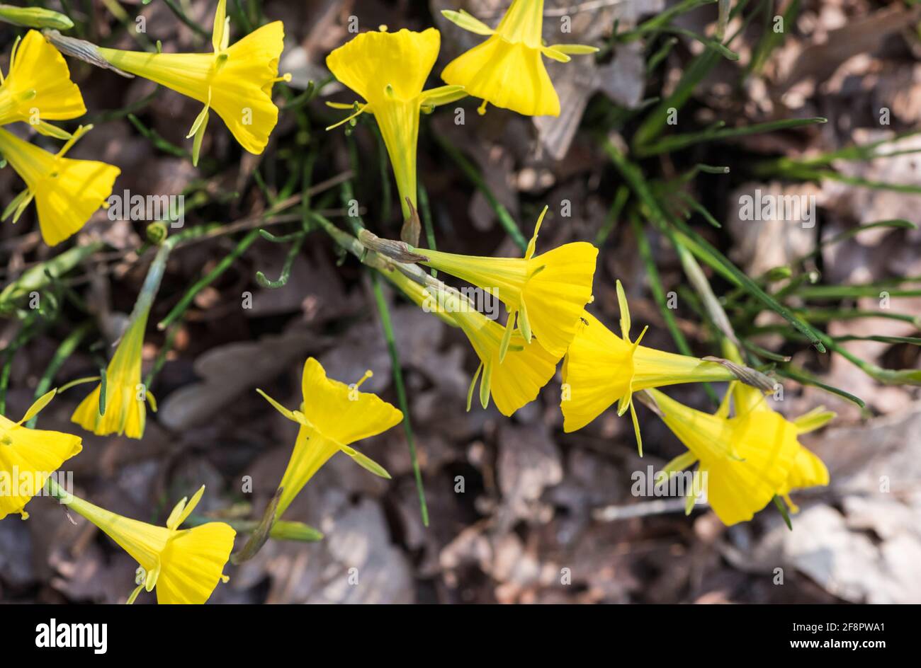 Fiori del Petticoat Daffodil (Narcissus bulbocodium) Foto Stock